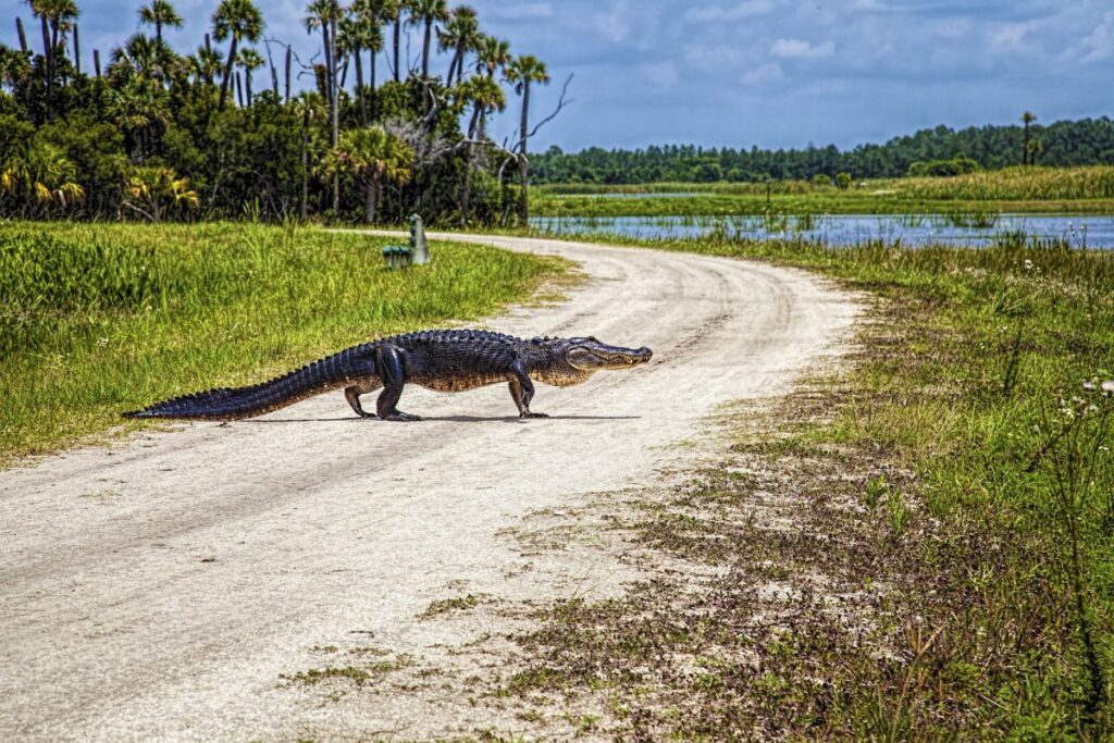 The Best Time to Visit the Everglades