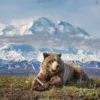 Unlock Denali’s Secrets: A Thrilling Adventure with Trip.com & Getrentacar.com