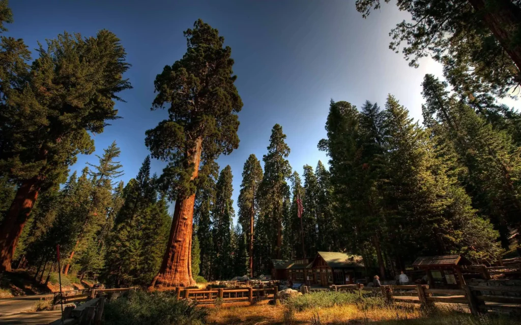 When is the Best Time to Visit Sequoia National Park?