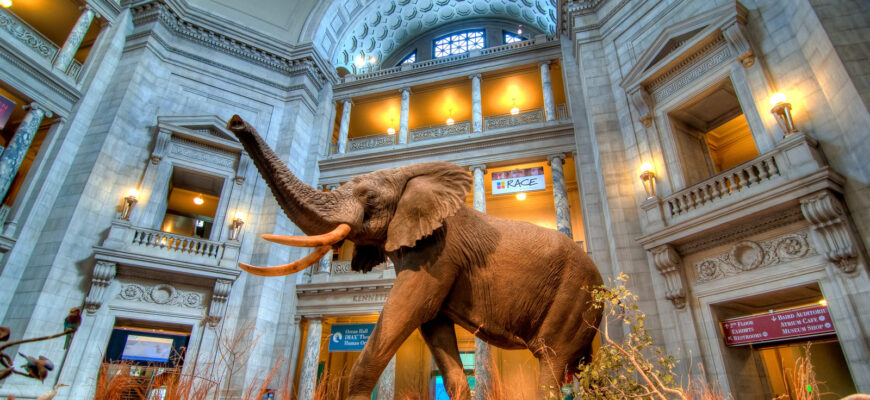 Washington, D.C.’s Smithsonian Institution: The Ultimate Guide for First-Time Visitors