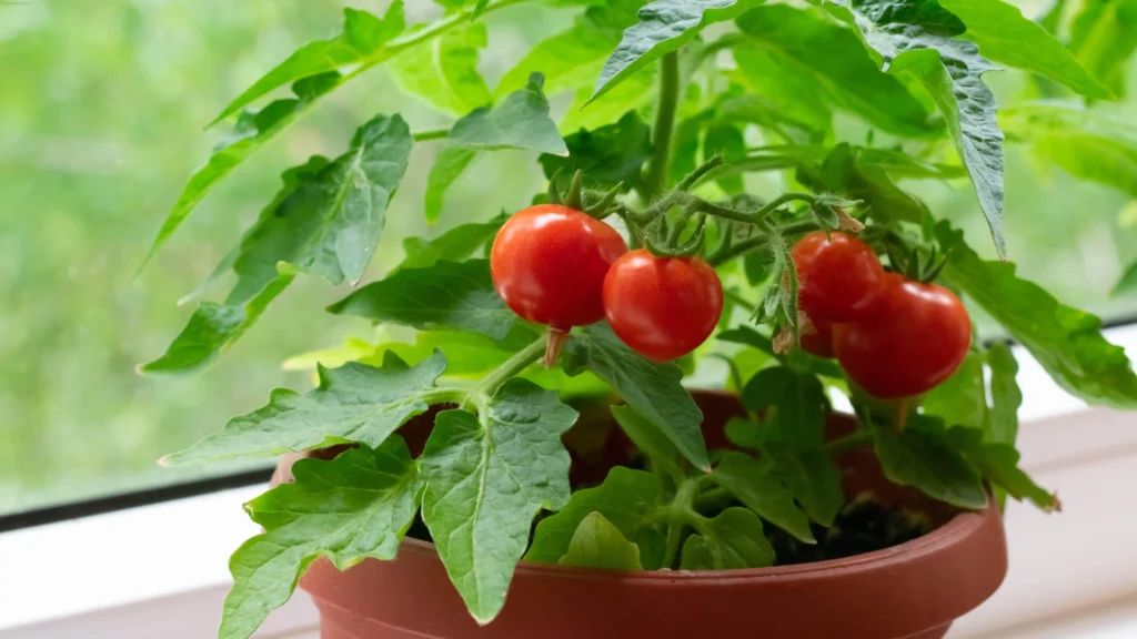 How to Grow Tomatoes in Pots: A Complete Beginner's Guide  