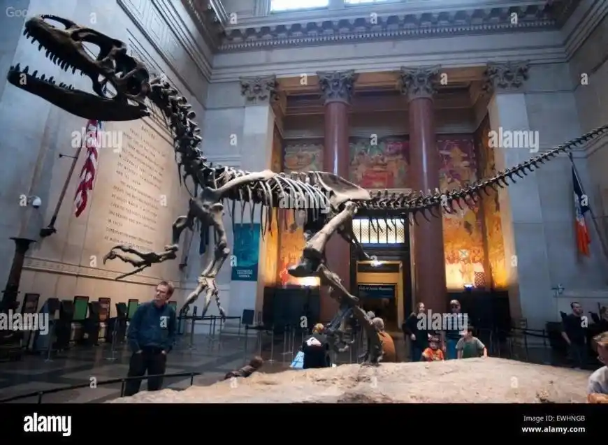 National Museum of Natural History: A Must-See in Washington, D.C.  