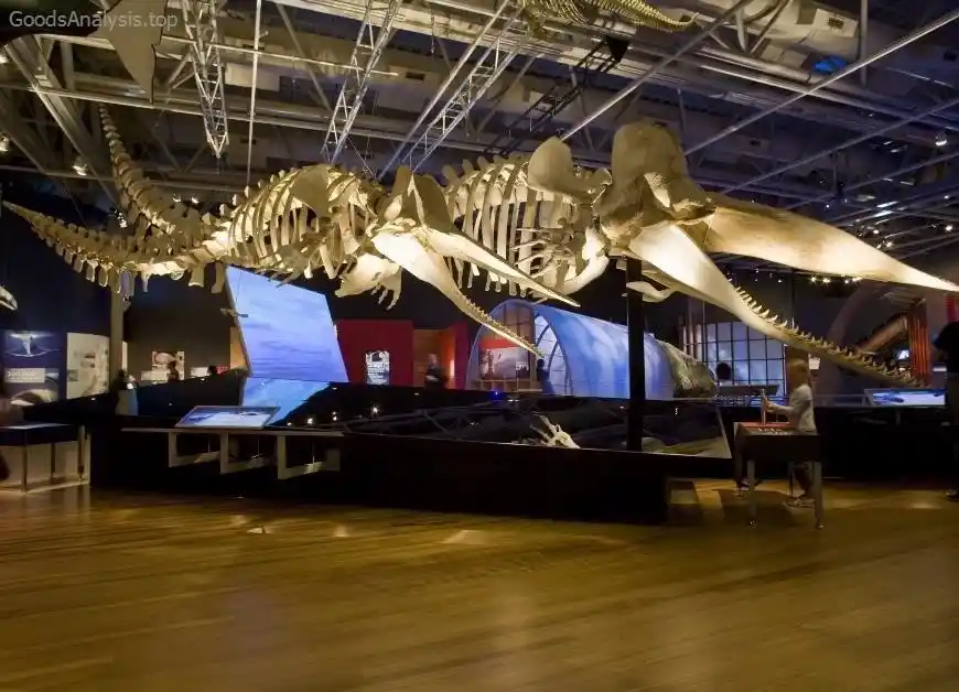 Explore the National Museum of Natural History’s Role in Scientific Discovery  