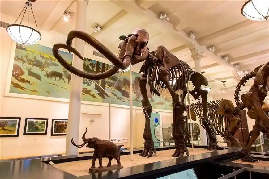 Explore the Wonders of the National Museum of Natural History in Washington, D.C.  