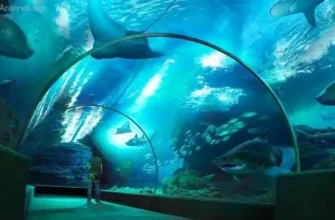 National Aquarium Baltimore: Where Education Meets Fun