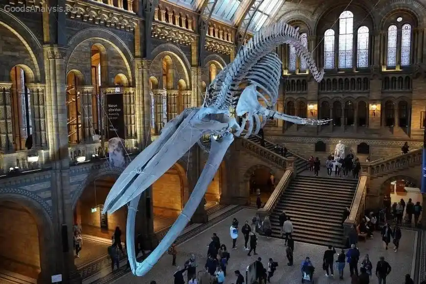 Best Time to Visit the National Museum of Natural History for Less Crowds  