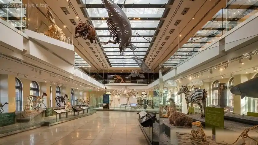 Best Time to Visit the National Museum of Natural History and Avoid the Crowds  