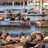 Top Instagram-Worthy Spots at Pier 39 San Francisco