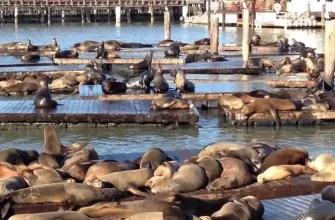 Top Instagram-Worthy Spots at Pier 39 San Francisco