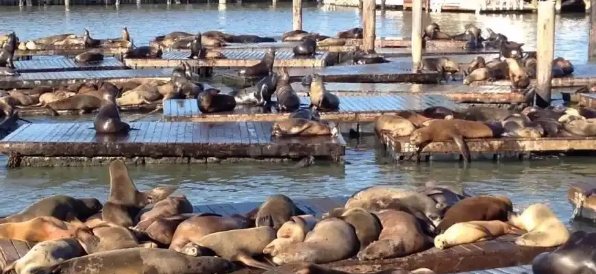 Top Instagram-Worthy Spots at Pier 39 San Francisco