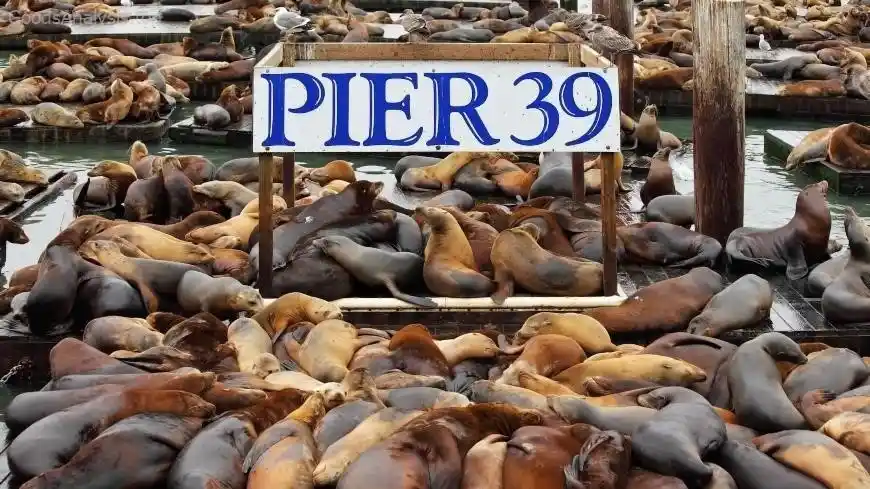 Discover the Best Activities for Groups at Pier 39 in San Francisco  