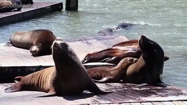 Where to Find the Best Views at Pier 39 in San Francisco  