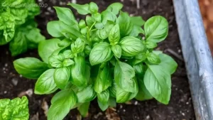 How to Grow Basil Indoors: No Outdoor Garden Needed  