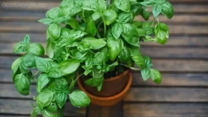 The Best Lighting and Soil for Growing Basil Indoors  