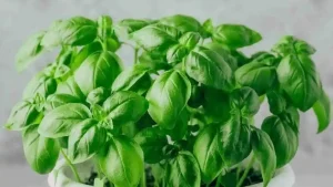 The Best Lighting and Soil for Growing Basil Indoors  