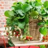 The Benefits of Growing Strawberries at Home