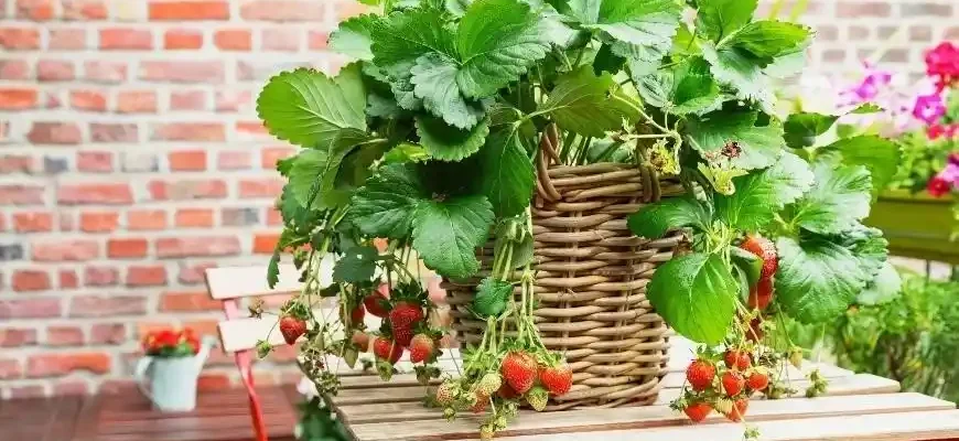 The Benefits of Growing Strawberries at Home