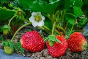 Best Strawberry Varieties for Your Home Garden  