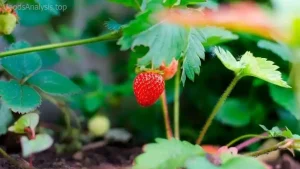 How to Grow Sweet Strawberries in Your Garden  