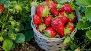 Simple Steps to Grow Strawberries at Home  