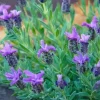 Watering Lavender: The Right Way to Keep Your Plants Healthy