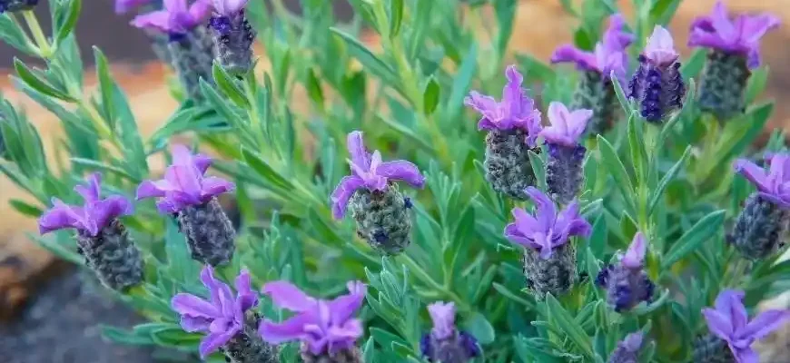 Watering Lavender: The Right Way to Keep Your Plants Healthy