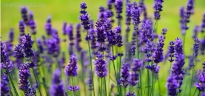 Perfect Lavender Blooms: A Simple Guide to Success  