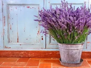 Growing Lavender Made Easy: Tips for All Seasons  