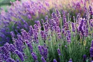 Top Tips for Growing Lavender in Any Climate  