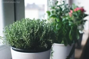 Easy-to-Grow Herbs for Your Indoor Garden  