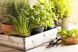 How to Create a Thriving Indoor Herb Garden  