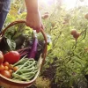 Simple Tips for a Thriving Home Vegetable Garden