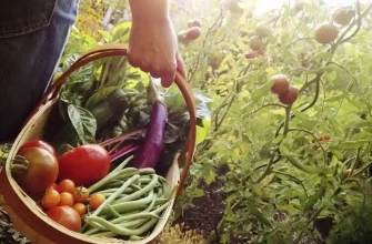 Simple Tips for a Thriving Home Vegetable Garden