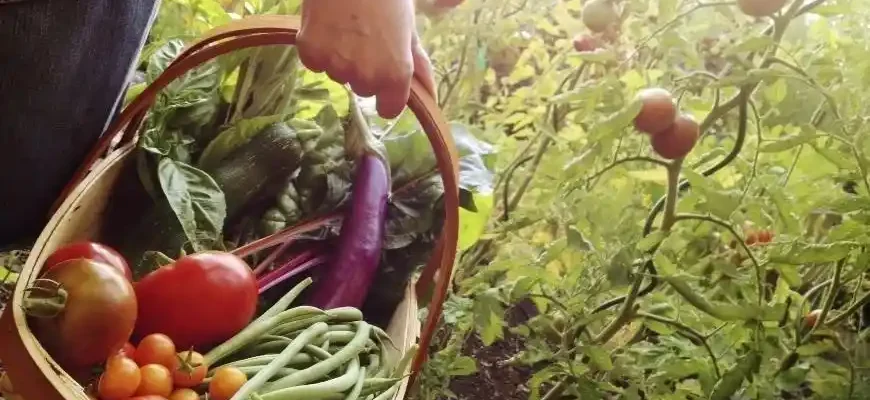 Simple Tips for a Thriving Home Vegetable Garden