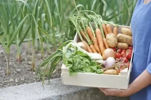 How to Grow Vegetables in Raised Beds  