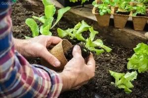 Simple Steps to Start Your First Vegetable Garden  