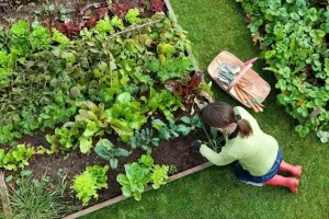 How to Grow Vegetables in Small Urban Spaces  