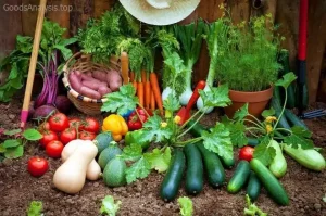 Essential Tips for Growing Healthy Vegetables at Home  