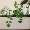 How to Successfully Grow Cilantro Indoors in Containers or Pots