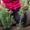 The Best Way to Grow Rosemary Indoors in Any Season
