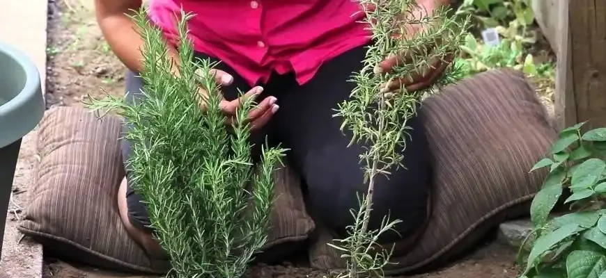 The Best Way to Grow Rosemary Indoors in Any Season