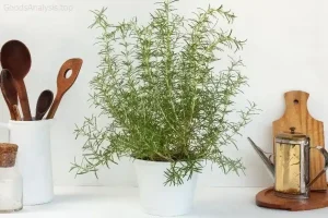 How to Grow Rosemary Indoors Without the Hassle  