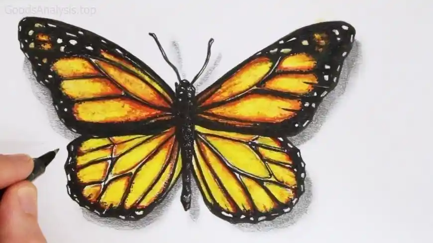 Step-by-Step Guide to Drawing Butterfly Wings with Precision  