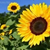 How to Plant Sunflowers to Attract Bees and Butterflies