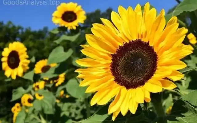 How to Plant Sunflowers to Attract Bees and Butterflies