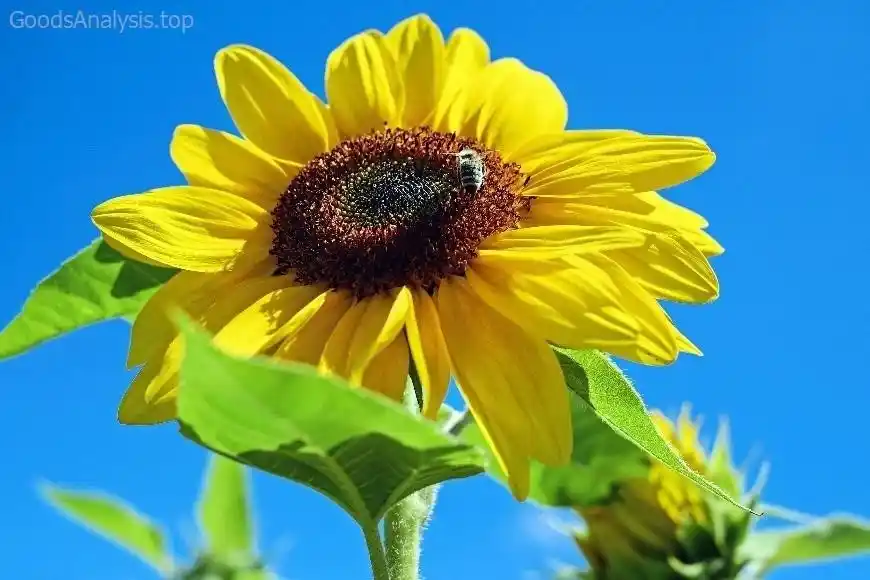 Growing Sunflowers in Your Backyard: A Step-by-Step Guide  