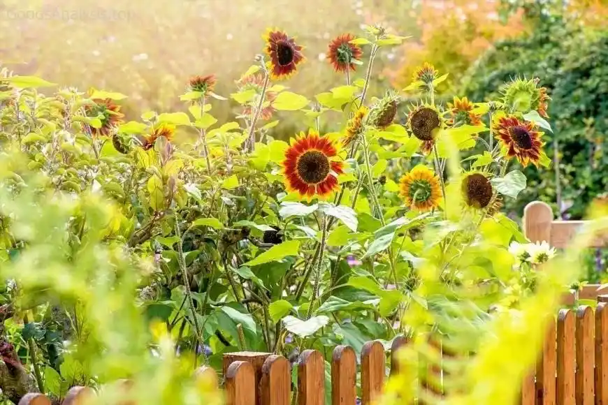 Sunflowers: Everything You Need to Know About Growing Them  