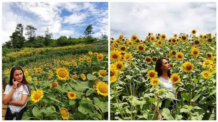 How to Grow Sunflowers from Seeds to Harvest  