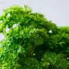 How to Grow Parsley Indoors All Year Round