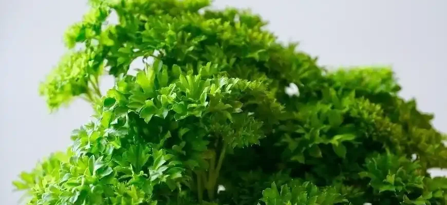 How to Grow Parsley Indoors All Year Round